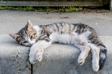 Street homeless cat (kitten). Animals in the city. Lost and homeless cats.