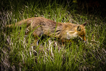 Fox Looking for Food
