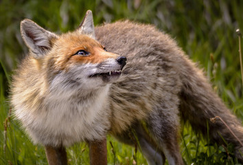 Fox Looking for Food