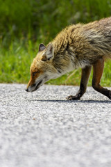 Fox Looking for Food