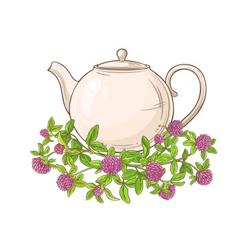 clover tea vector illustration