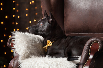 Ridgeback is sitting on chair with the white pillow and smiling in a studio. Concept Christmas time and New Year