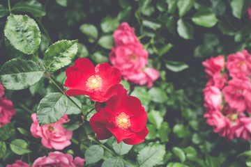 pink damask rose bush flowering plant backdrop