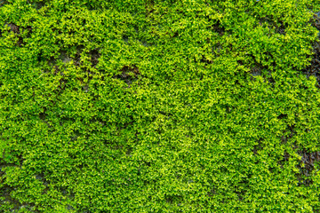 Green moss on old concrete wall. green moss texture background