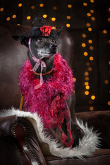 Ridgeback is sitting on chair with the white pillow and smiling in a studio. Concept Christmas time and New Year