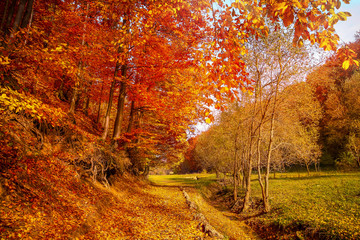 Walk along the autumn forest