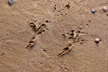 traces of birds on the yellow sand closeup