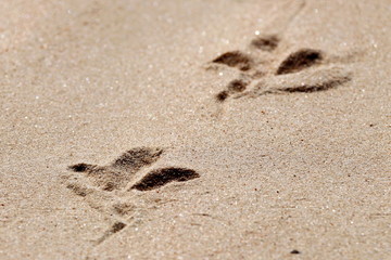 traces of birds on the yellow sand closeup