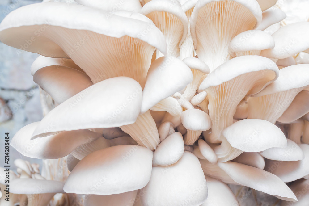 Wall mural Oyster mushrooms