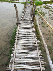 Obraz premium Bamboo pathway in the middle of paddy fields, bamboo walkway and footbridge, wood bridge above field