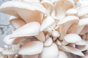 Oyster mushrooms