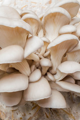 Oyster mushrooms