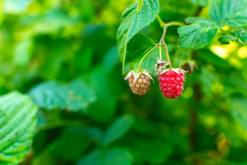 Ripe raspberries