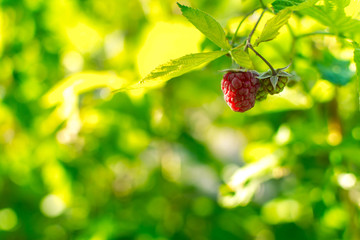 Ripe raspberries