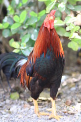 Beautiful orange chicken, beautiful feather, Thai ethnic work
