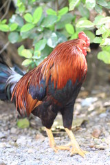 Beautiful orange chicken, beautiful feather, Thai ethnic work
