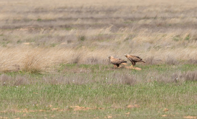 Naklejka na ściany i meble Twain Long-legged buzzard (Buteo rufinus) sits on the ground amidst dry grass