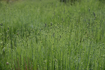 Fresh green blooming field of lavender herbal plants.