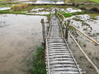 Bamboo pathway in the middle of paddy fields, bamboo walkway and footbridge, wood bridge above field