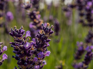 Schöner blauer/lilaner Lavendel ragt in die Luft