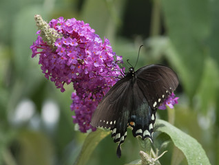 Female Swallowtail Butterfly