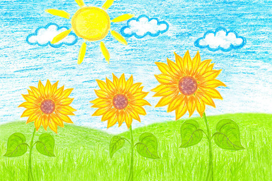 Pencils drawing, colorful picture "Sunflowers in the field"