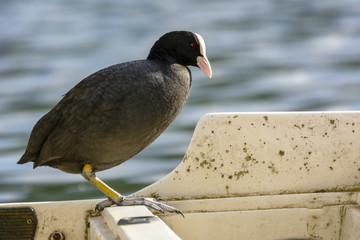 The Bird Agugliastra  - Water hen