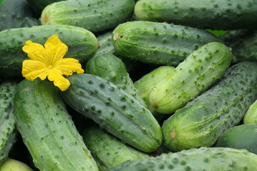 Green homemade cucumbers. Vegetables, organic food. - 214207673
