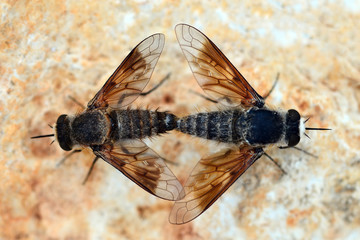 Fly
