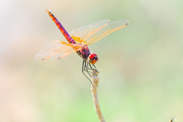 Macro shots, Beautiful nature scene dragonfly. Showing of eyes and wings detail. Dragonfly in the nature habitat 