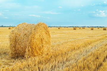 Fototapeta premium golden agriculture field after harvesting with roll of straw in sunset time
