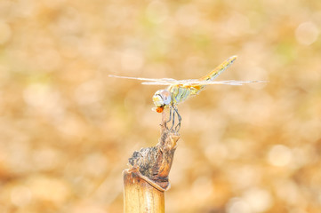 Macro shots, Beautiful nature scene dragonfly. Showing of eyes and wings detail. Dragonfly in the nature habitat 
