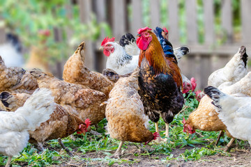  feathered chicken and rooster on grazing