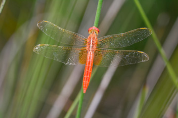 Macro shots, Beautiful nature scene dragonfly. Showing of eyes and wings detail. Dragonfly in the nature habitat 