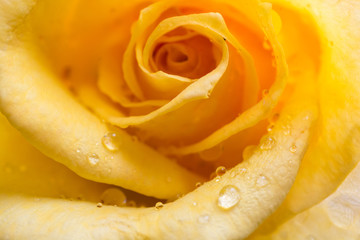 雨上がりの黄色いバラ