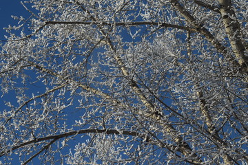 Зимние мотивы