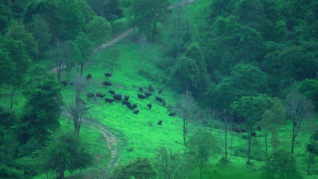 the wild gaur grazing the grass in the tropical forest, world heritage site