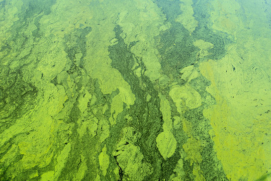 Green Algae On The Surface Of The Water