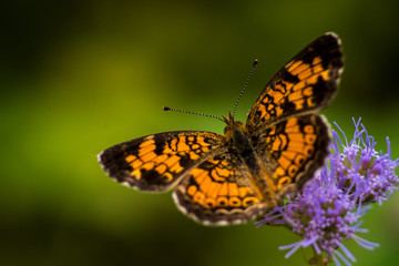 CLOSE-UP BUTTERFLIES