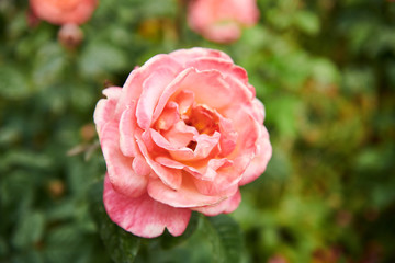 Orange-pink Rose