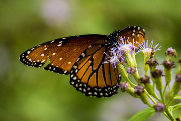 CLOSE-UP BUTTERFLIES