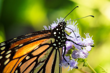 CLOSE-UP BUTTERFLIES