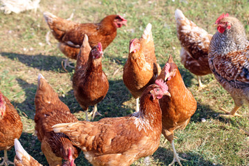 Hühner in der Freilandhaltung