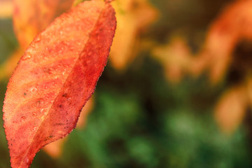 Autumn landscape. Macro leaves. Copy space. Bright, beautiful nature