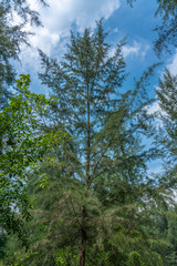 Tree tops