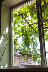 view of grape bunches on patio through home window