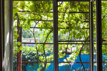 view of shady vineyard through home window