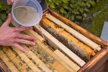 Ein Bienenschwarm wird mit Zuckerwasser von einem Imker gefüttert