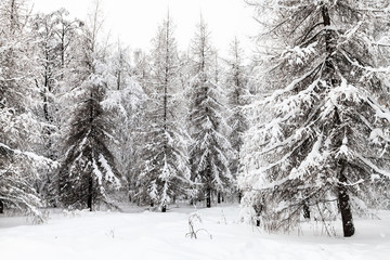 snow-covered fir and larch trees in winter forest