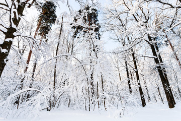 bottom view of pines and oaks in forest in winter